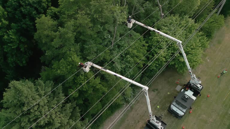 Best Tree Cabling and Bracing  in Hannahs Mill, GA